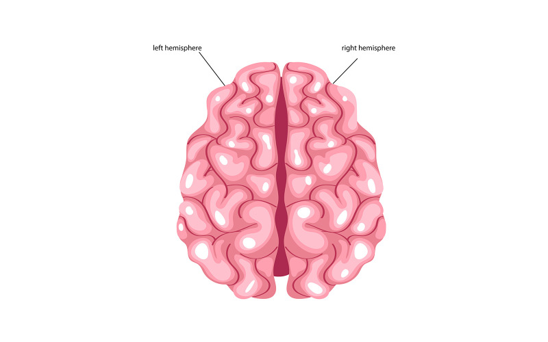 Brain Hemispheres Vector Editable Medical File Vector Graphic