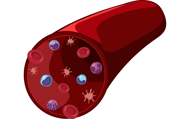 Artery With Blood Cells Medical Vectors Vector Graphic