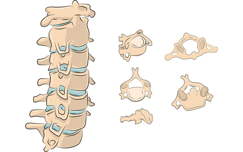 Cervical Vertebrae Anatomy Vector Medical Content Vector Graphic