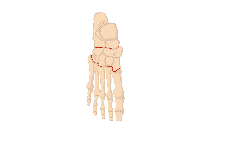 Human Foot Bones Medical Content Vector Graphic