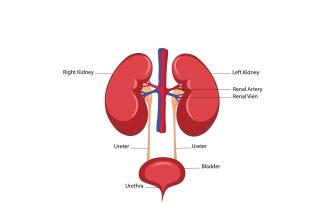 Human Kidney Vector Medical Content