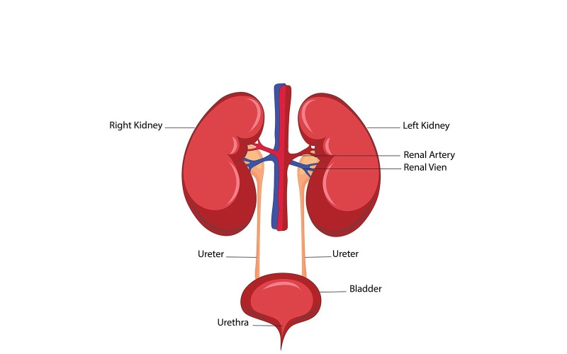 Human Kidney Vector Medical Content Vector Graphic