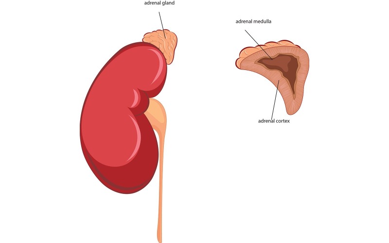 Kidney And Adrenal Gland Vector Vector Graphic