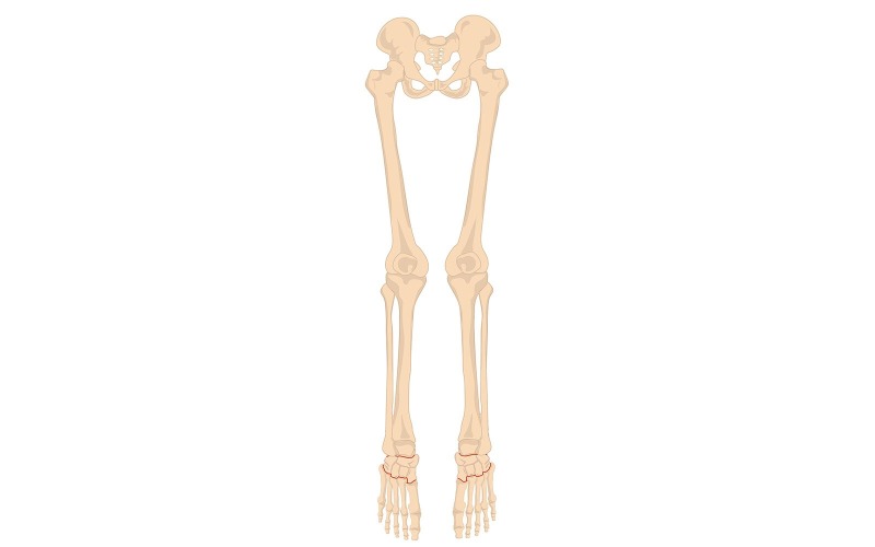 Leg Bone Anatomy Vector Medical Content Vector Graphic