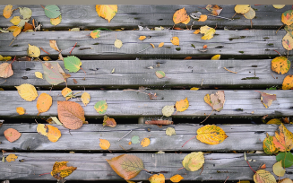 Festive autumn Rustic Wooden Table leaves. 68