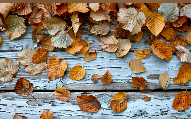 Festive autumn Rustic Wooden Table leaves flowers 83 Illustration