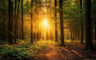 beautiful forest with bright sun shining throug