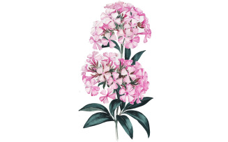 Realistic watercolor illustration of beautiful pink phlox flowers and leaves on a white background.