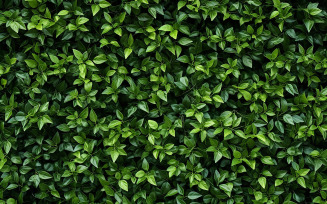 Green hedge or Green Leaves Wall isolated