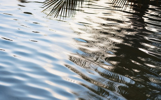 palm fronds cast shadows on rippling water surface