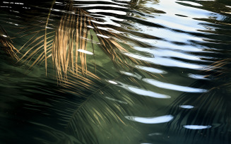 Shadow of palm leaves cast on a blue water surface creating a tropical