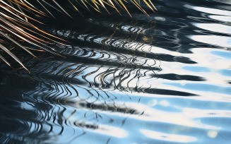 water surface Shadow of palm leaves on white sand beach