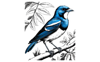 illustration of a blue bird