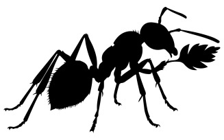 Ant silhouette vector art illustration