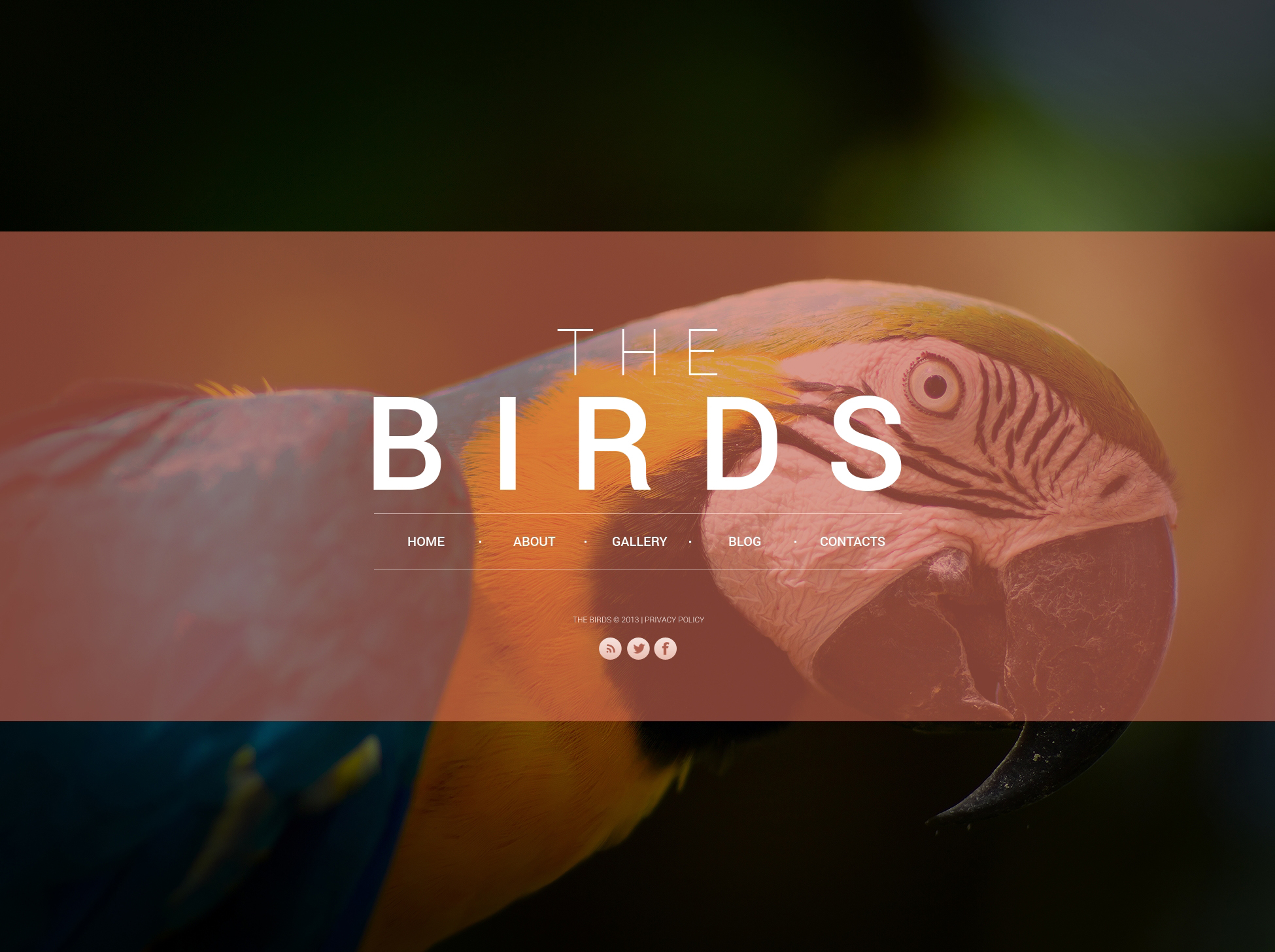birds-website-template-45864