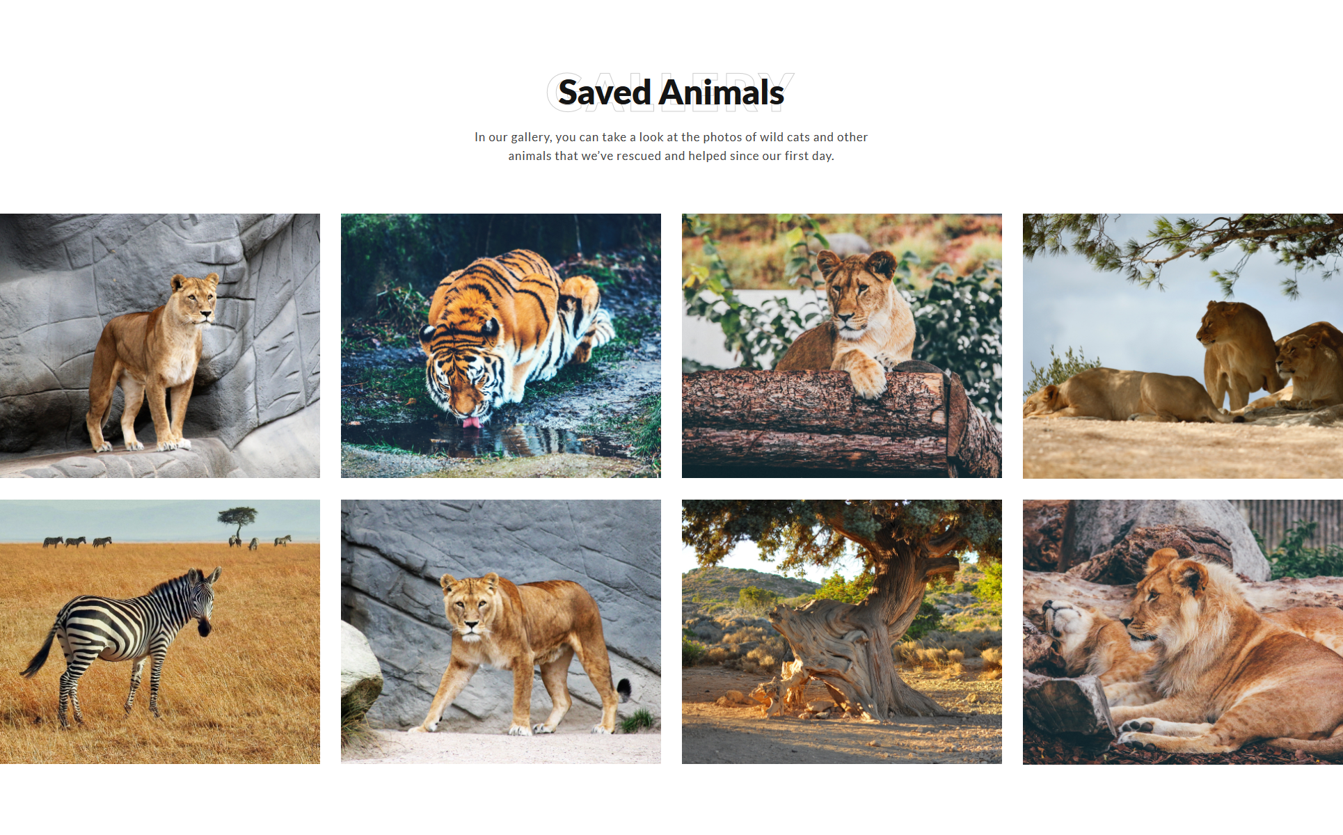 Wildlife Multipage HTML Template