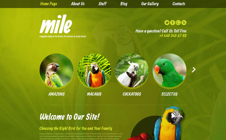 Exotic Birds Blog Bootstrap WordPress Template Big Screenshot Exotic Birds Blog WordPress Theme New Screenshots BIG