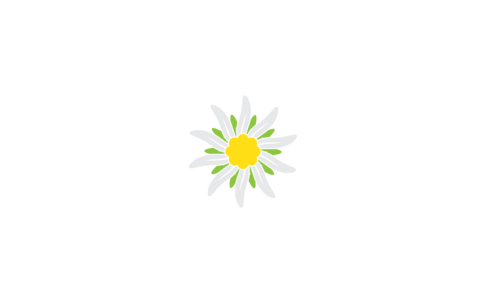 Edelweiss logo illustration vector design