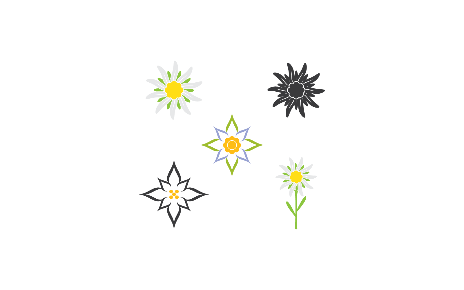 Edelweiss logo template illustration vector