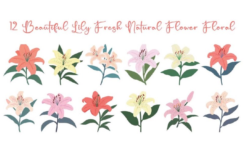 12 Beautiful Lily Fresh Natural Flower Floral Illustration