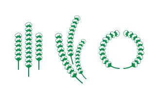 Cotton flower vector icon template symbol nature
