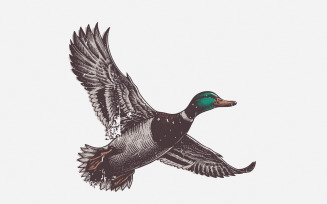 Mallard Duck PNG, Wild Duck Clipart, Flying Ducks, Duck Hunting PNG, Waterfowl PNG, Marsh png,