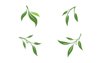 Olive Oil leaf vector illustration design template v.8