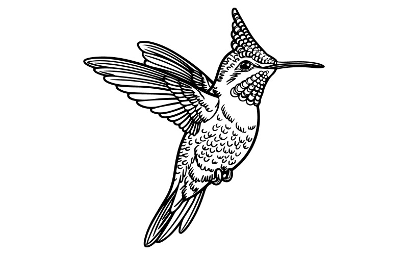 Black and white illustration hummingbird Illustration