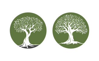 Olive Fruit Tree icon vector illustration design template v.3