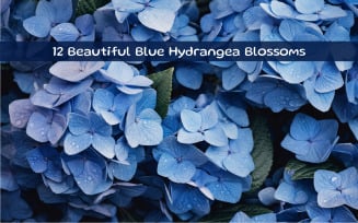Beautiful Blue Hydrangea Blossoms