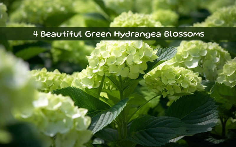 Beautiful Green Hydrangea Blossoms Illustration