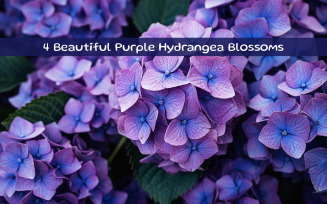 Beautiful Purple Hydrangea Blossoms