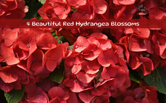 Beautiful Red Hydrangea Blossoms