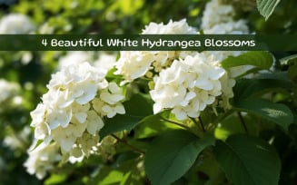 Beautiful White Hydrangea Blossoms