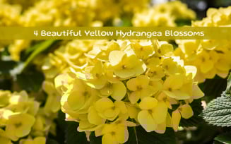 Beautiful Yellow Hydrangea Blossoms