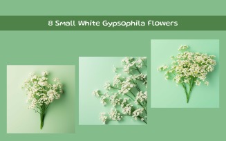 Small White Gypsophila Flowers
