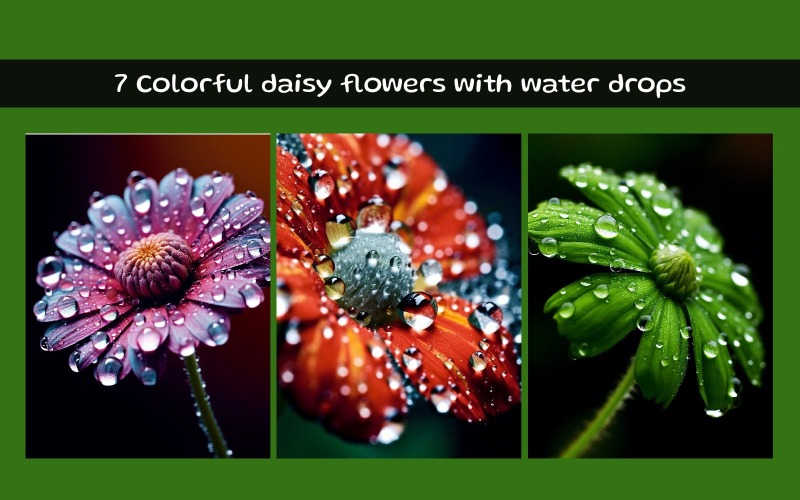 Colorful daisy flowers with water drops Illustration