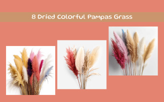 Dried Colorful Pampas Grass