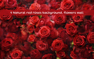Natural red roses background, flowers wall