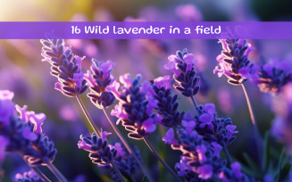 Wild lavender in a field AI image