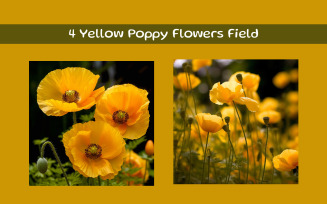 Yellow Poppy Flowers Field