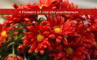 Flowers of red chrysanthemum
