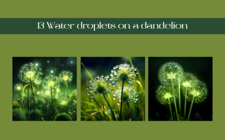 Water droplets on a dandelion