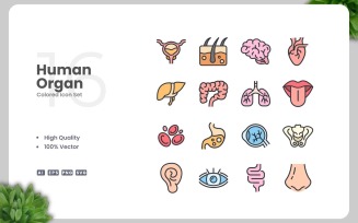 16 Human Organ Colored Icons Set
