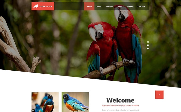 Exotic Birds Responsive Website Theme Big Screenshot Exotic Birds Website Template New Screenshots BIG
