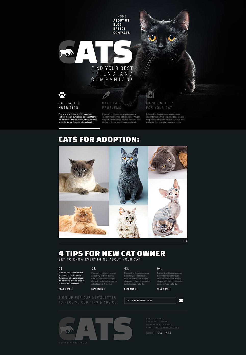 Cats Club Website Template New Screenshots BIG