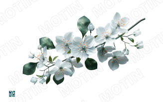 Cherry blossom branch with delicate white flowers and green leaves on a bright background