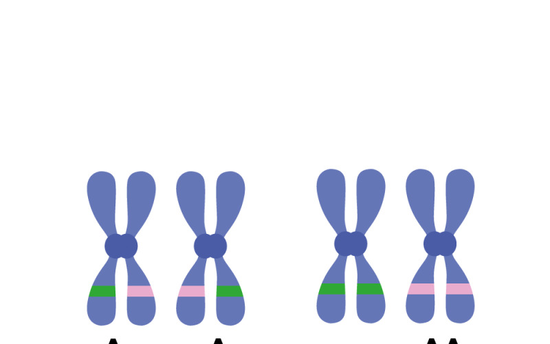 Diverse Chromosome Structures Illustration in Genetic Biology Vector Graphic