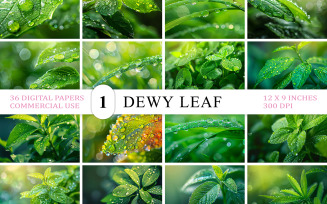Fresh Green Leaves with Water Droplets | Nature's Dewdrop Leaf Background | Natural Leaf Closeup