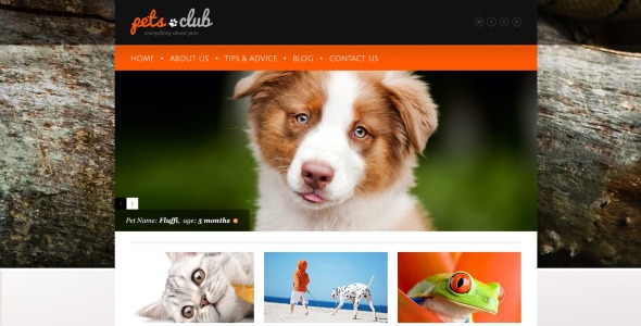 белые животные и домашние животные wordpress тема